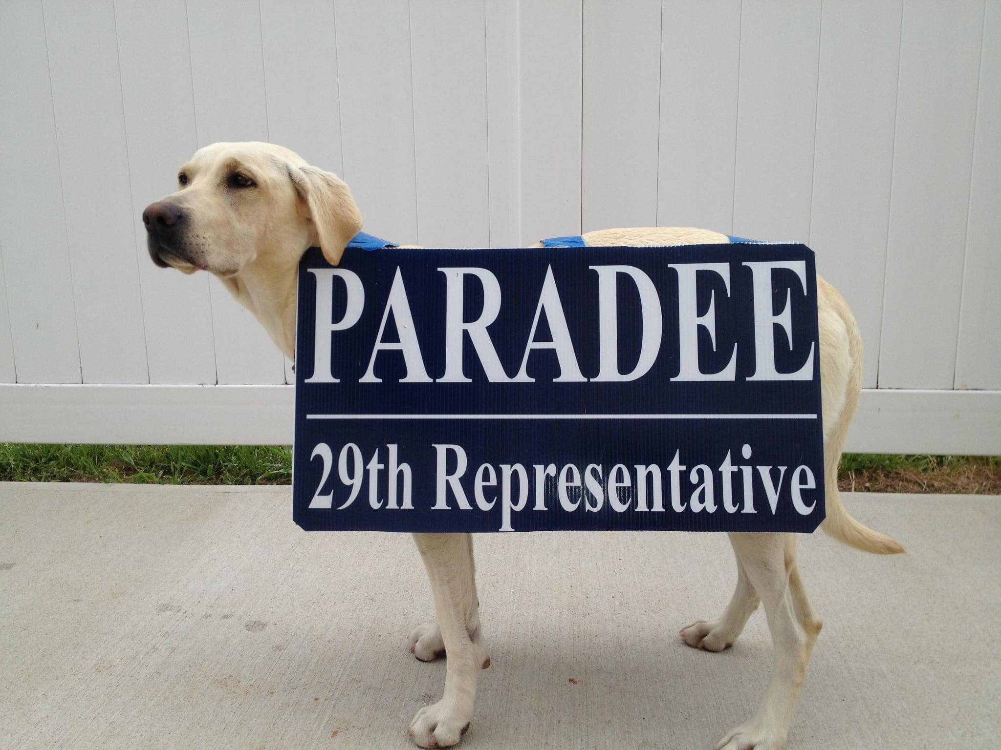 yellow lab holding paradee election sign